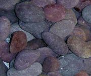 Mexican Beach Pebble Plum