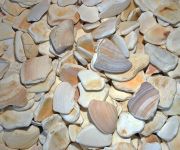 Sea shells